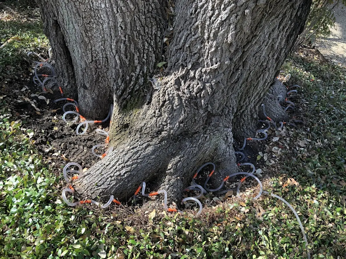 Detailed Tree Cabling and Bracing job site in Canandaigua
